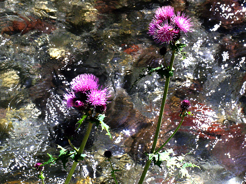 Cirsium alsophilum / Cardo montano